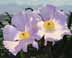 Two Matilija Poppies